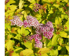 Спирея японская Голден Принцесс Купить саженцы спиреи