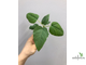 Ficus Palmeri (черенок укоренённый  ) / фикус Палмери