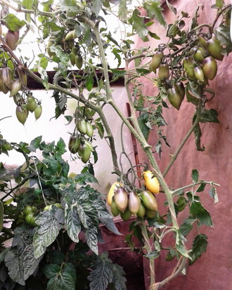 Семена томата Бананово - Лимонный Сингапур