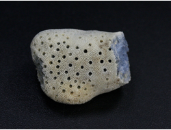 Коралл голубой Акори, Австралия (21*17*15 мм, 2,8 мм) №24728