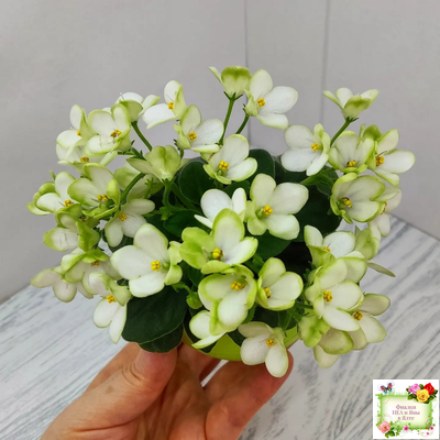 Mac's Misty Meadow (G.McDonald)