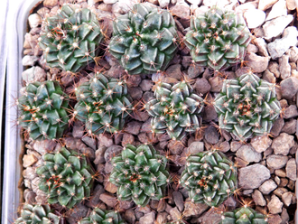 Gymnocalycium spec. VoS-329 - 10 семян