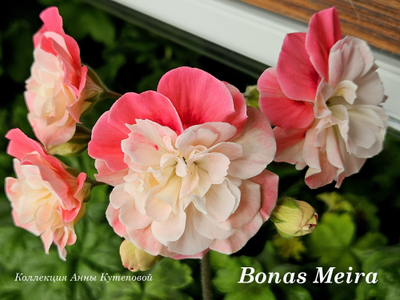 Пеларгония Bonas Meira
