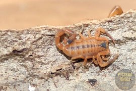 Скорпион Титус стигмурус, Тityus stigmurus
