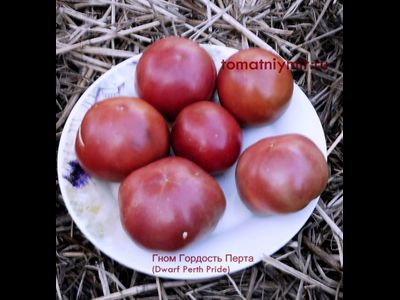 Томат Гном Гордость Перта (Dwarf Perth Pride)