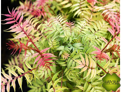 РЯБИННИК "СЭМ" (НЕПРИХОТЛИВ, БЫСТРО РАСТЕТ)