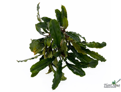 Bucephalandra green wavy