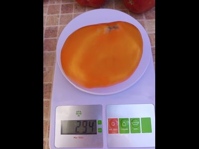 Томат Чудо Земли оранжевое