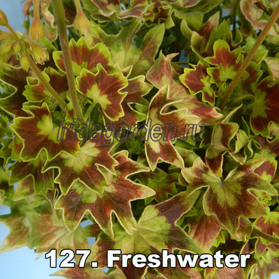 Пеларгония Freshwater