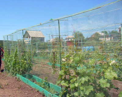 Сетка пластиковая "Универсал S"  У-6/2/100