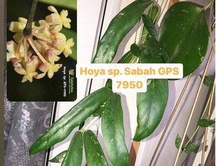 Хойя scortechinii SP UT 001