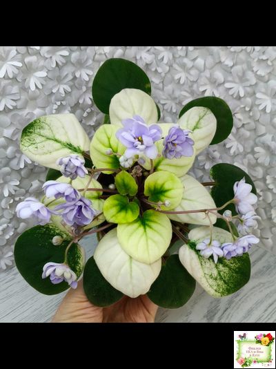 ЛЕ-Хрустальный Водопад Голд (Е. Лебецкая /С. Новгородова) 2018 трейлер