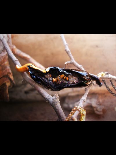 "Семечко из сада Нави", подвеска с чёрным перцем чили и золотыми семенами