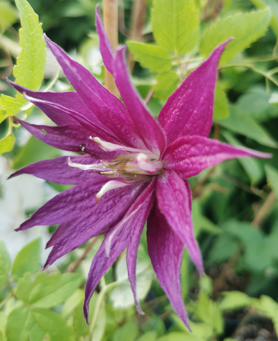 Княжик Purple Surprise (Пёрпл Сюрпрайз), контейнер р9