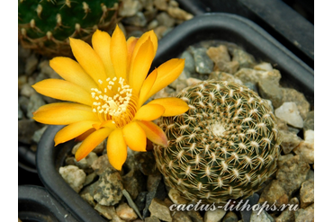 Sulcorebutia arenacea HS 30