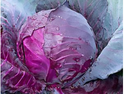 Капуста краснокочанная Ред Джевел, 9 шт