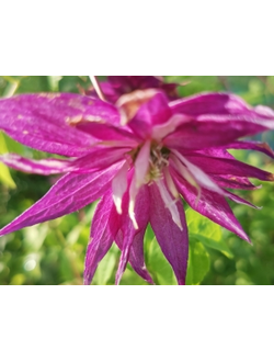 Княжик Purple Surprise (Пёрпл Сюрпрайз), контейнер р9