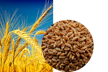 Пшеница яровая