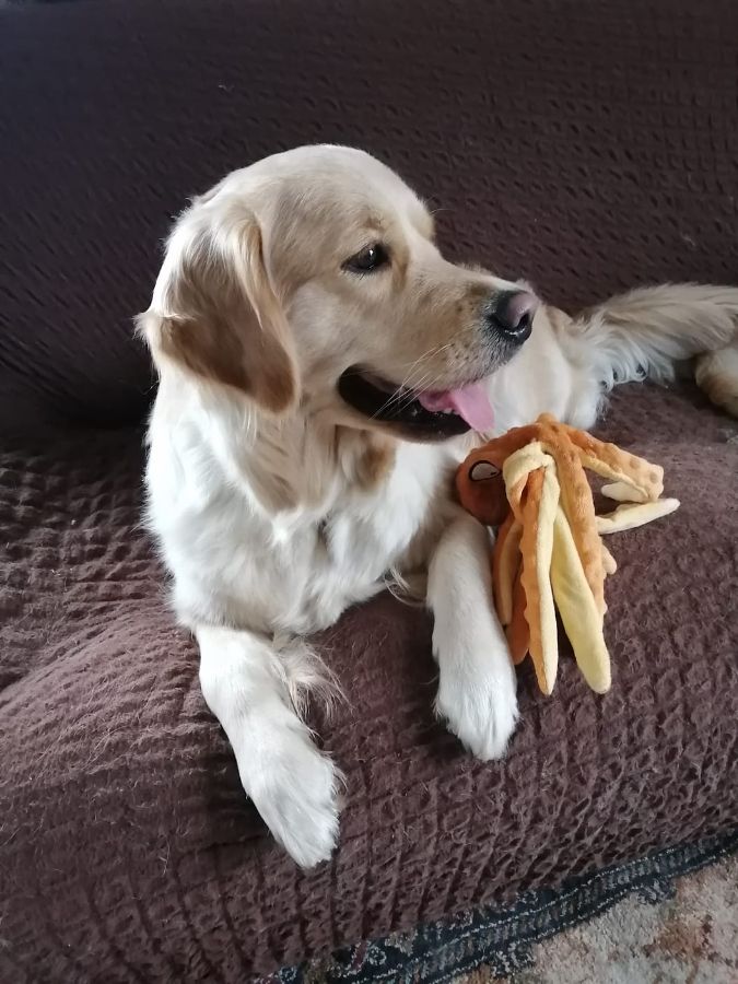 Эмили / Русское Золото Шарма Таис, 3г