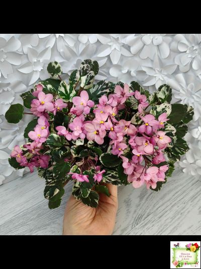 Mac&#039;s 1306-2 (G.McDonald) трейлер