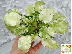 КНН-Крокус химерный спорт по листу