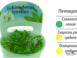 Эхинодорус тенеллус