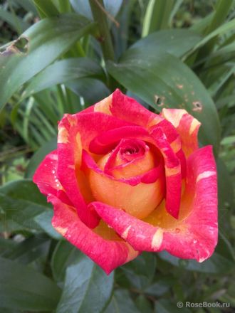 Галливарда (Gallivarda) роза
