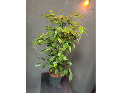 Фикус Бенджамина 14/60см
