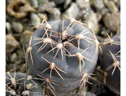 Gymnocalycium amerhauseri ssp.altagraciense  VG-470  (D=12-15 мм)
