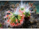 Геммы Drosera Sargentii