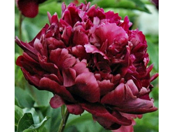 Пион Хайлайт (HIGHLIGHT)