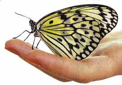 Салют из 10 тропических бабочек . Микс !