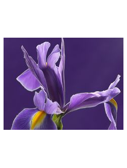 ORRIS BUTTER 15% irones  (IRIS PALLIDA ABSOLUTE) FRANCE 30% / Ирис паллида