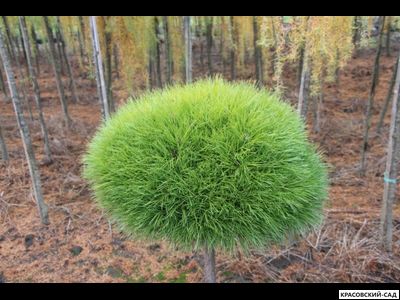 Сосна Мари Брегон - Marie Bregeon