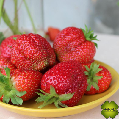 КЛУБНИКА "КОРОЛЕВА ЕЛИЗАВЕТА" (РЕМОНТАНТНАЯ, ОЧЕНЬ МАЛО УСОВ)