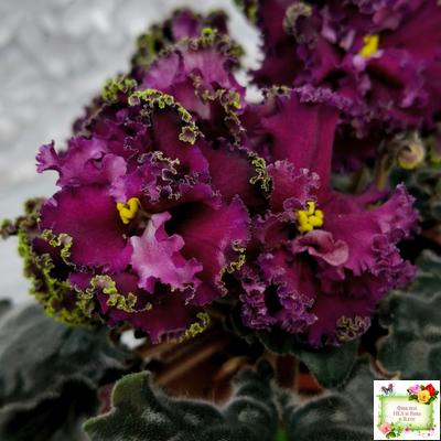 ПТ-Мерло Люкс (Т. Пугачева)