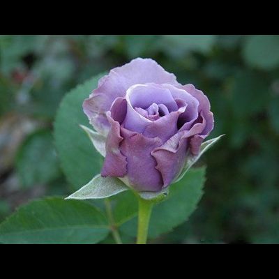 Тамамо (Tamamo)