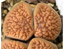 Lithops hookeri (vermiculate form) C051 (MG)  - 5 семян