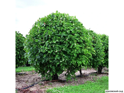 Топиар Боярышник кроваво-красный в форме шара