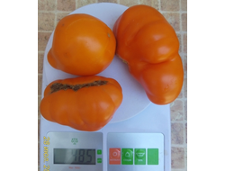 Томат Японский трюфель оранжевый