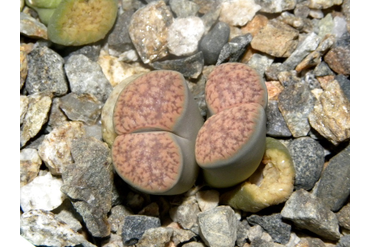 Lithops verruculosa v. glabra C160
 
