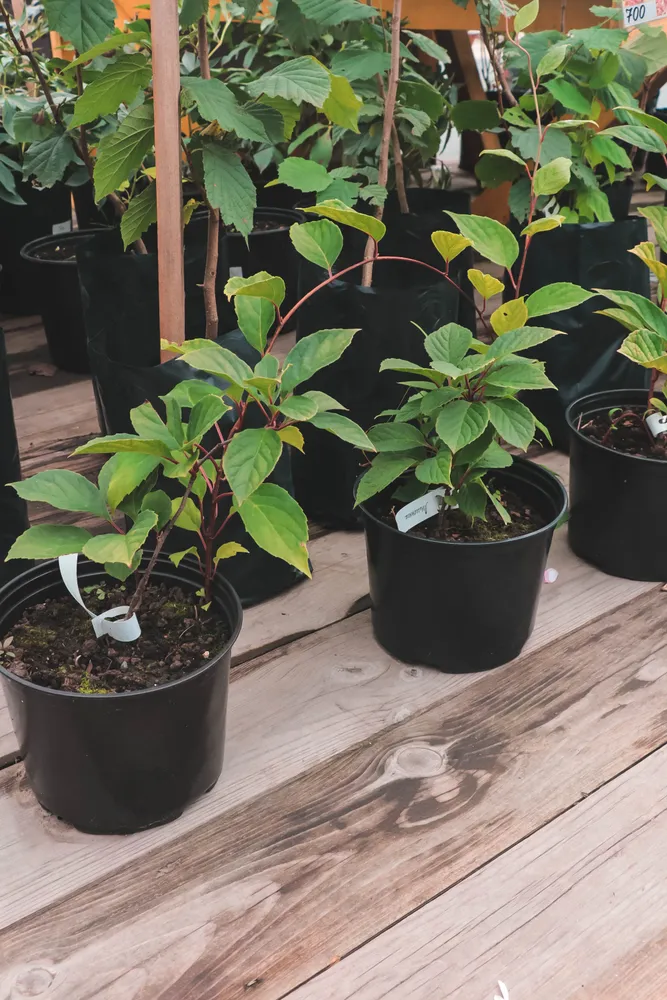 Саженцы лимонника китайского в контейнере