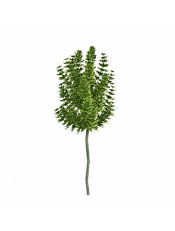 стриженые Бересклет на штамбе 2