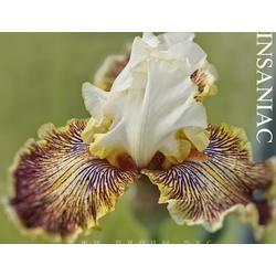 Ирис Insaniac