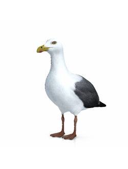 птицы Альбатрос