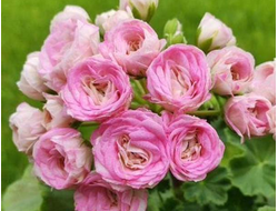 П230 Пеларгония МиОл Шерше ля Фам укорененный черенок