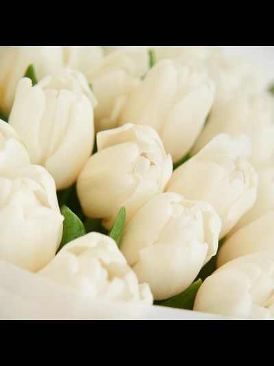 25 БЕЛОСНЕЖНЫХ ТЮЛЬПАНОВ
