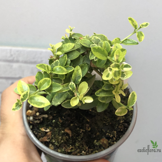 Премна вариегатная / Premna serratifolia variegated