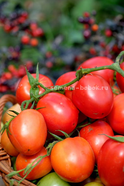 Томат Царица Полей, 10 шт