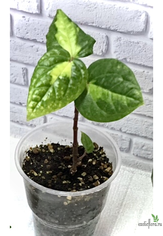 Piper methysticum var wichmannii cv Bright Eyes / перец ‘яркие глаза’